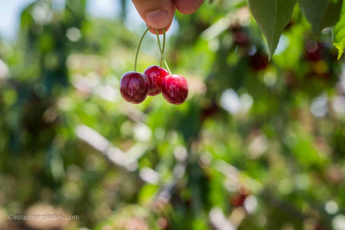 Cherry Picking In Israel Israel In Photos