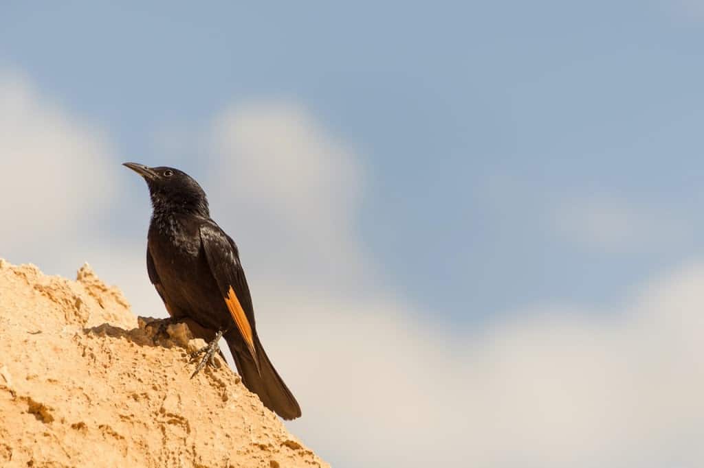 Tristram's starling