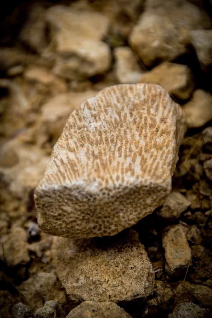 A fossil in HaMakhtesh HaGadol