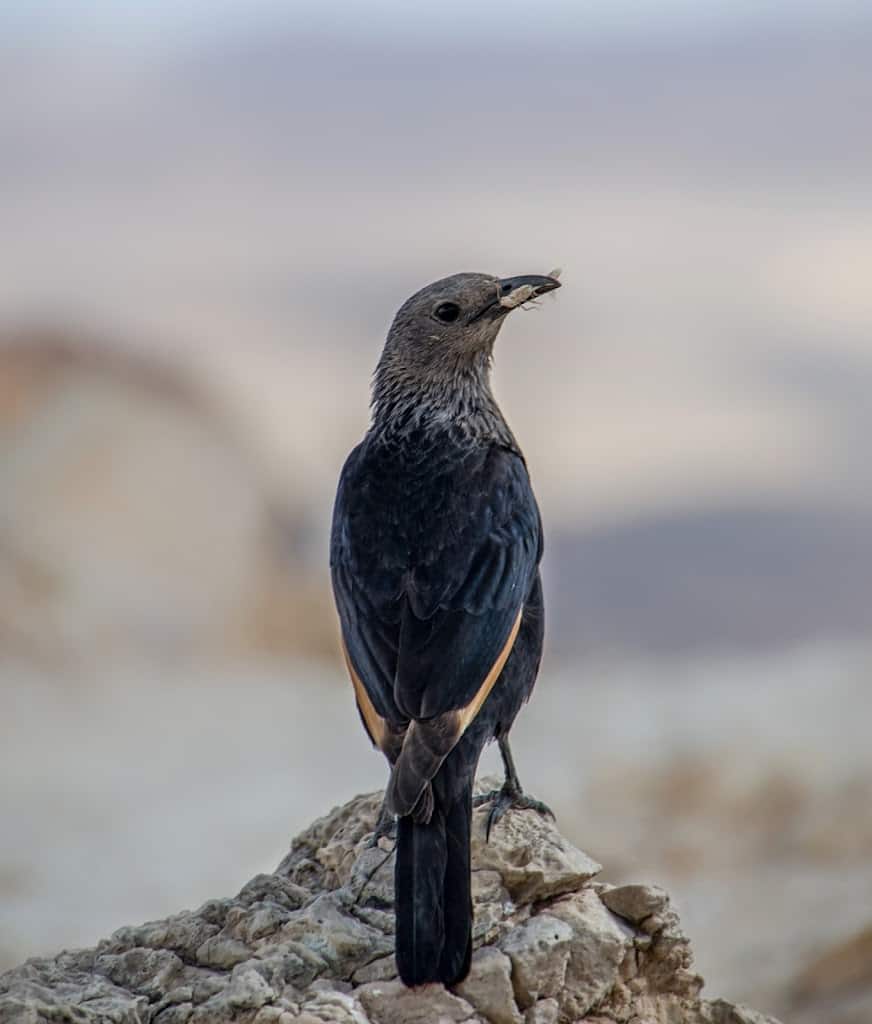 Tristram's starling