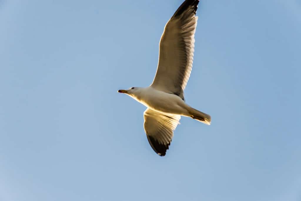 Seagull