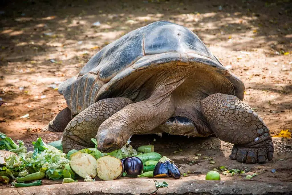 Turtle in Ramat Gan Safari