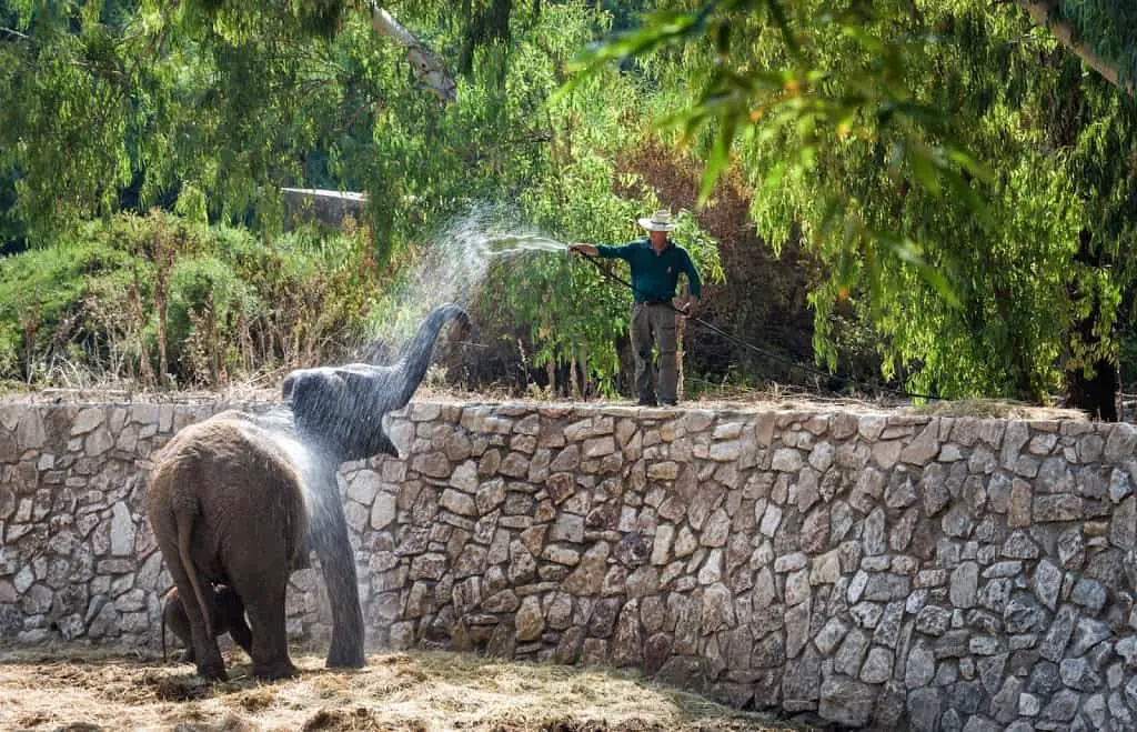 Elephants in Ramat Gan Safari