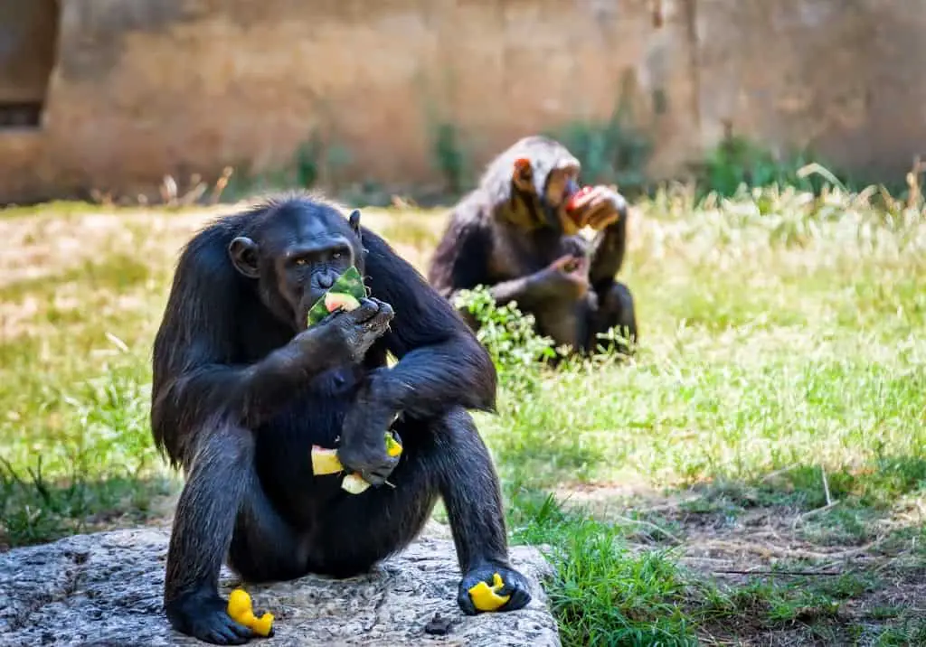 Chimpanzees at Ramat Gan Safari