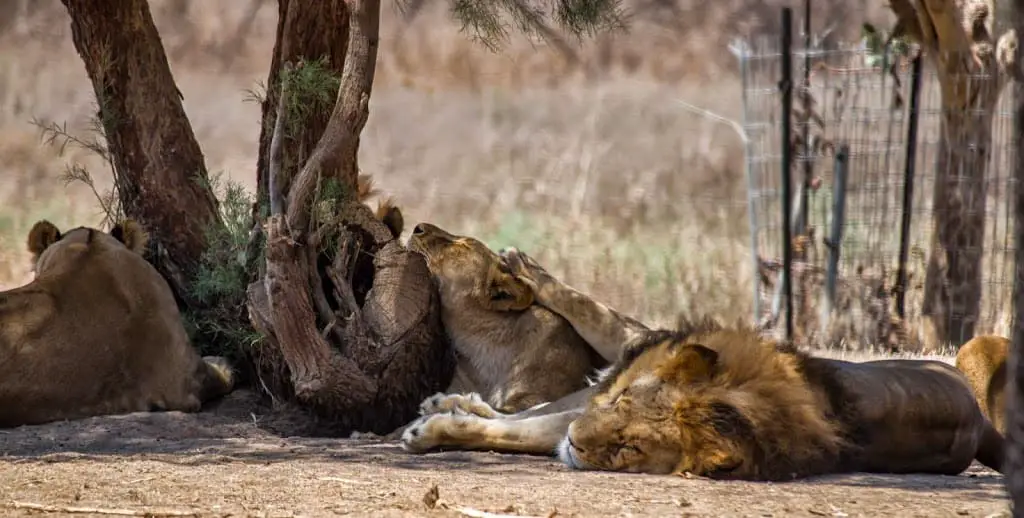 Lions at Ramat Gan Safari