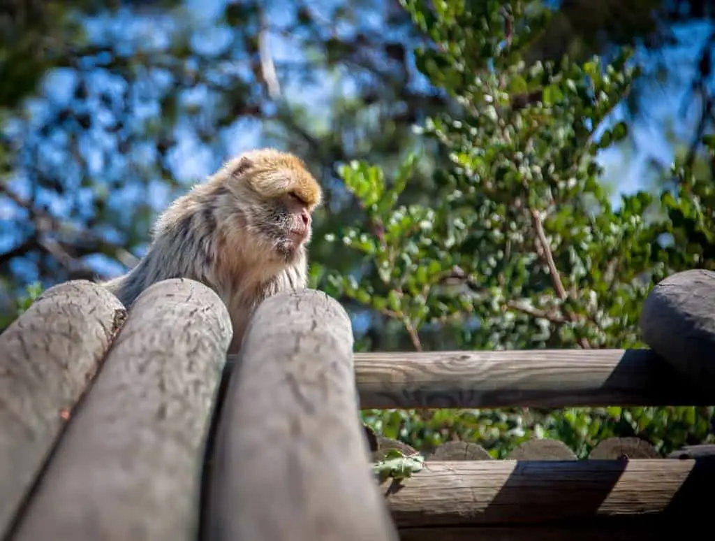Парк обезьян в Бен-Шемене