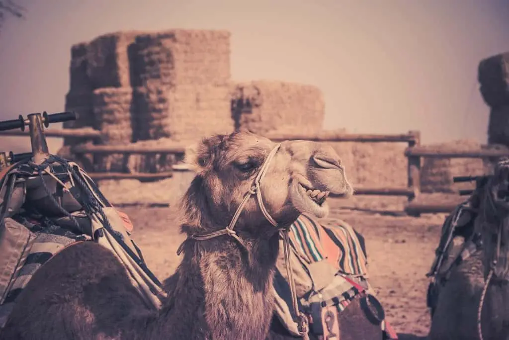 Camel Ride At Mamshit Camel Ranch In The Northern Negev