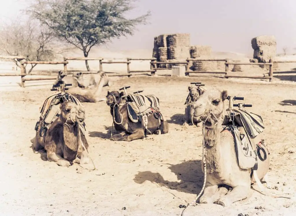 Camel ride in the Negev