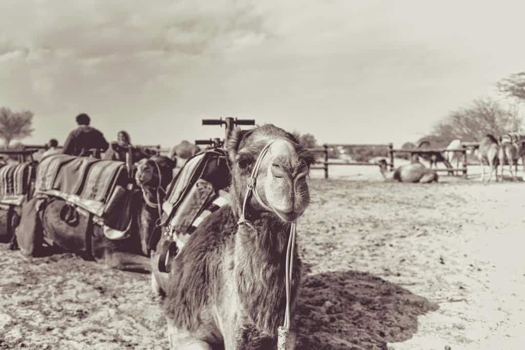 Camels