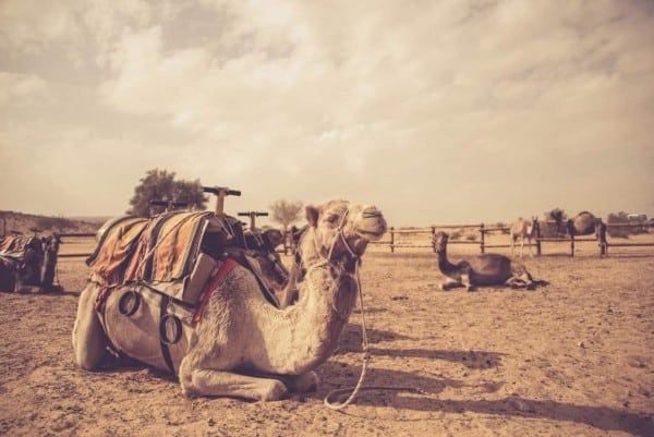 Camel Ride In The Negev