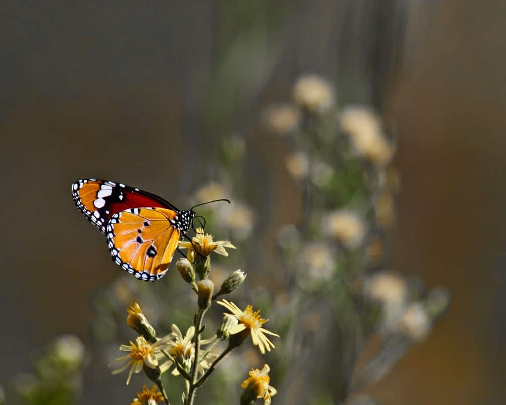 Hula Nature Reserve