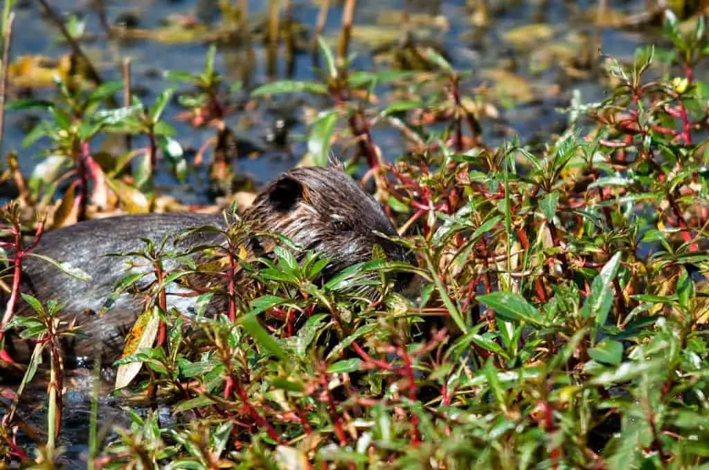 נוטריה (Coypu)