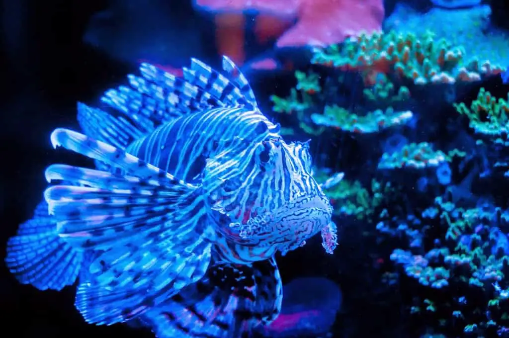 Lionfish בפארק המצפה התת ימי