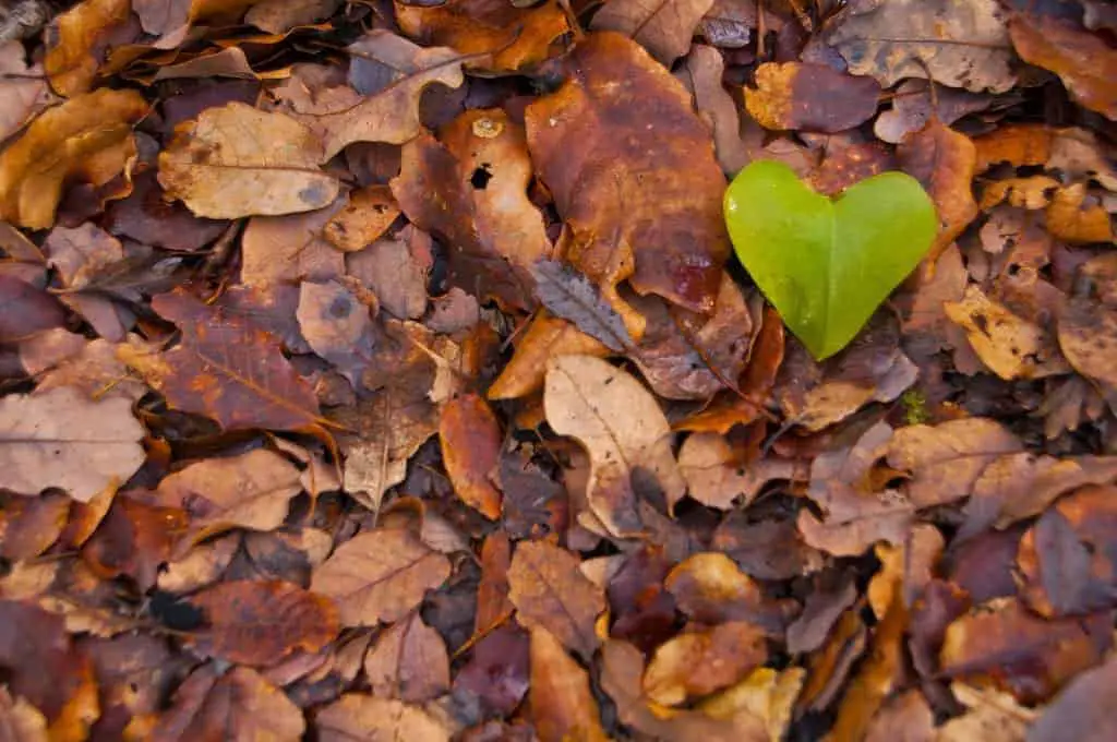 Little leaf heart