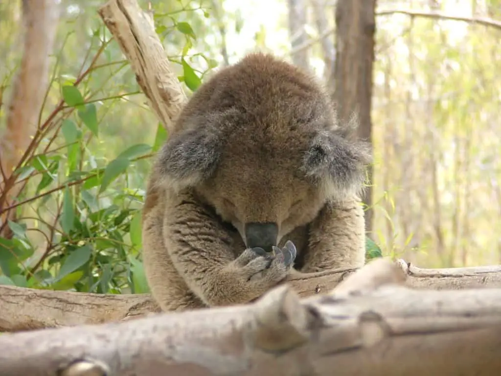 Koala in Gan Garoo - Australian Park in Israel
