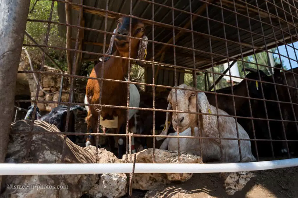 Shai Seltzer Cheese & Goats