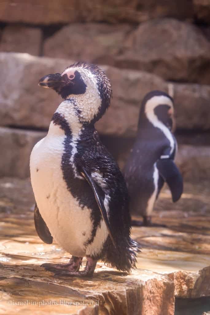 Penguins in Jerusalem Biblical Zoo