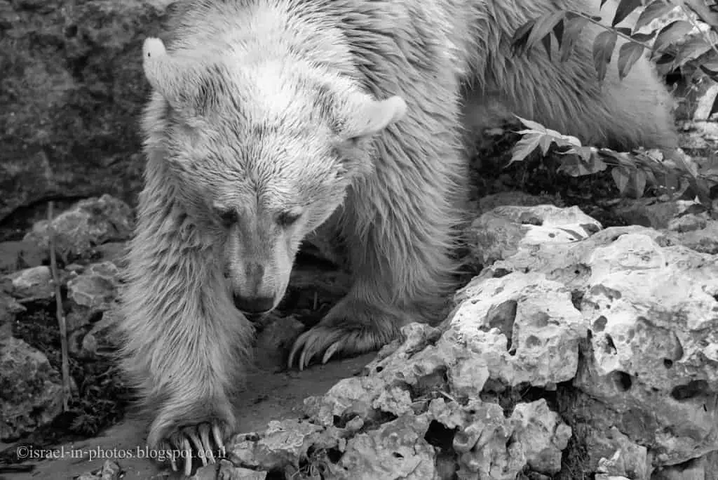 Bear at Jerusalem Biblical Zoo