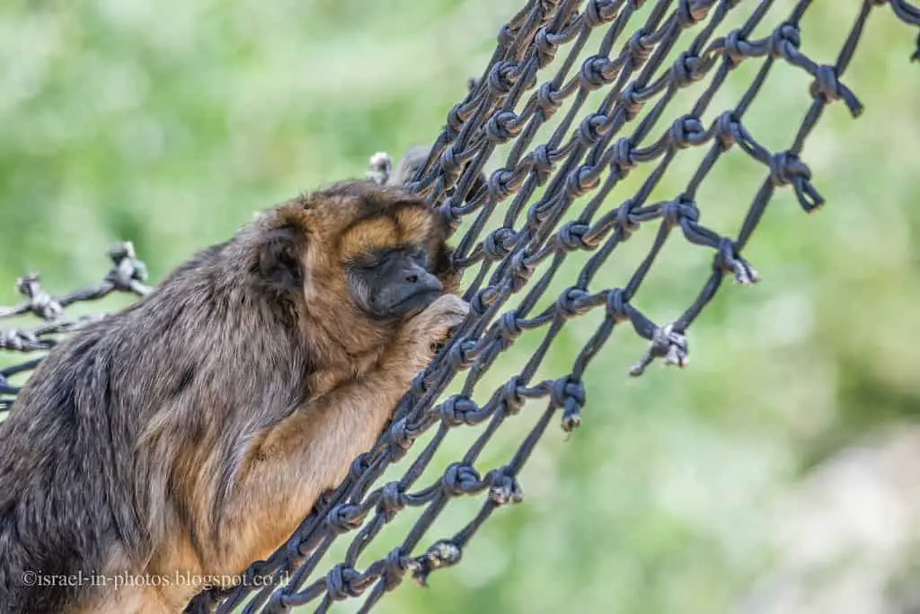 Sleeping monkey in Jerusalem Biblical Zoo