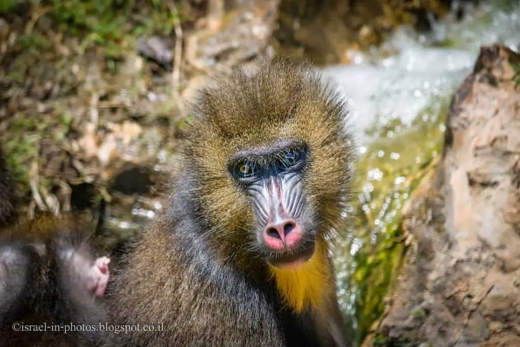 Monkeys in Jerusalem Biblical Zoo