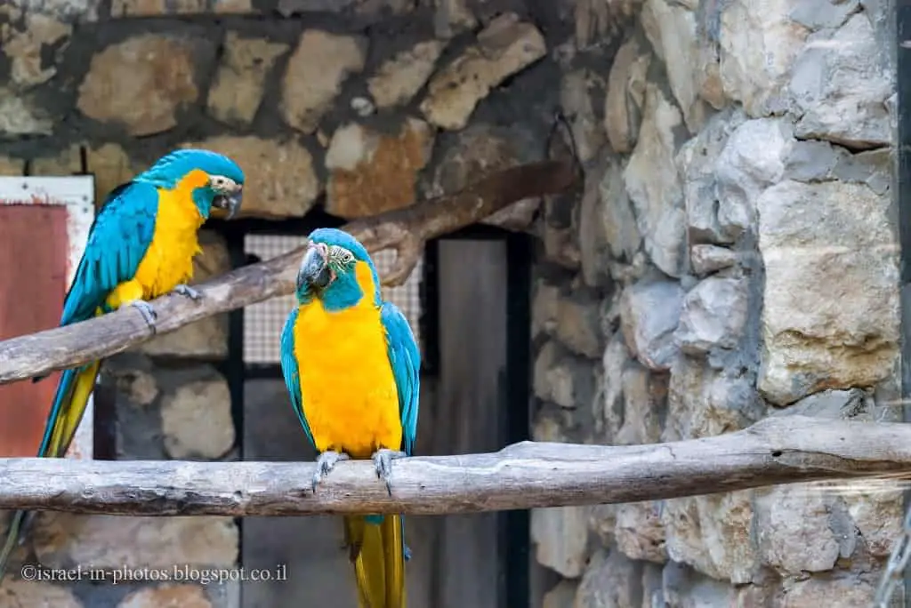 Parrots in Jerusalem Biblical Zoo