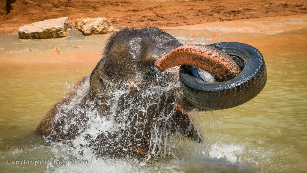 Elephant playing in Jerusalem Biblical Zoo