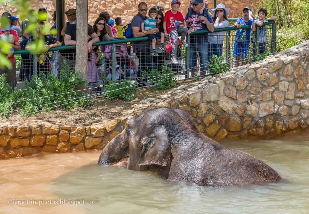 Elephant in Jerusalem Biblical Zoo