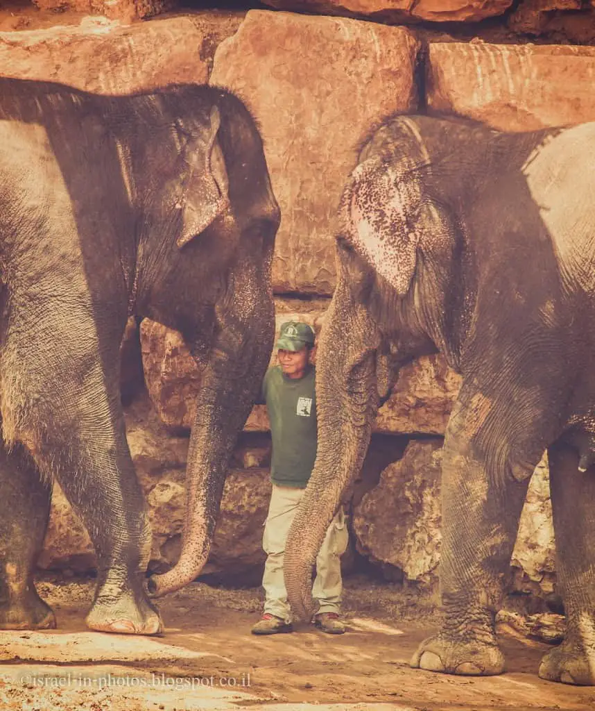 Elephants in Jerusalem Biblical Zoo