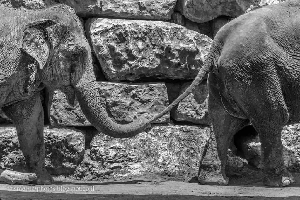 Elephants in Jerusalem Biblical Zoo