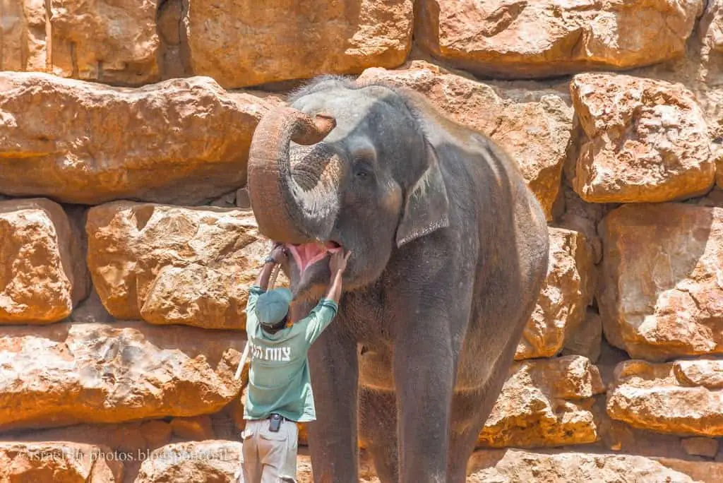 Elephant checkup