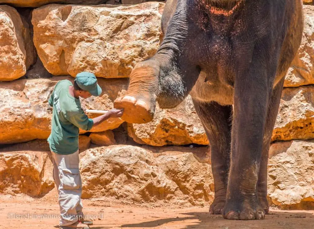 Elephant in Jerusalem Biblical Zoo