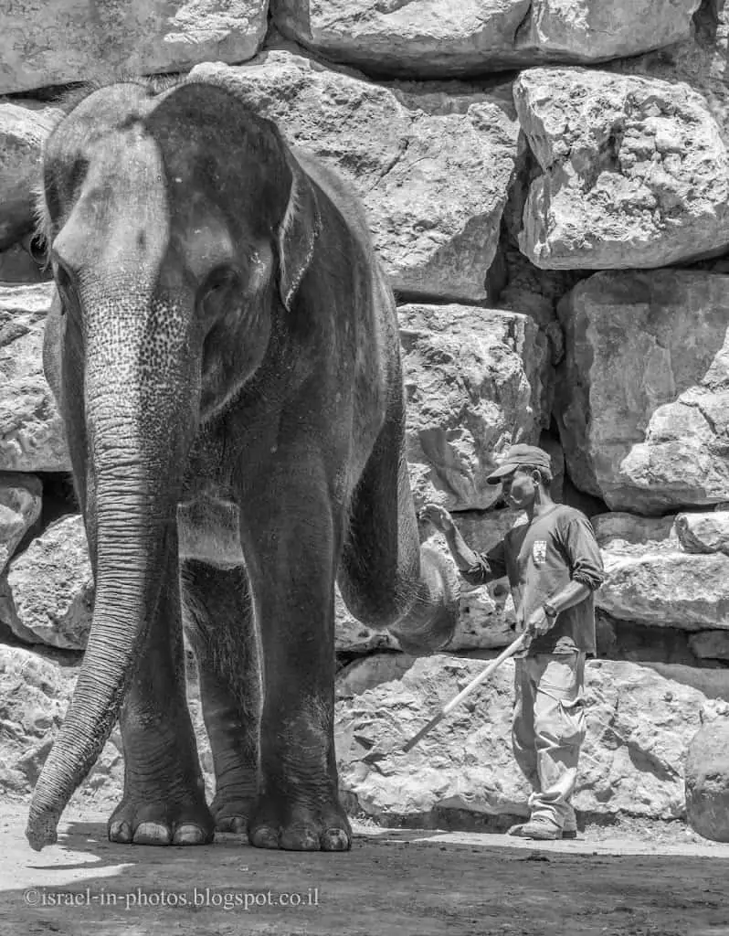 Elephant in Jerusalem Biblical Zoo