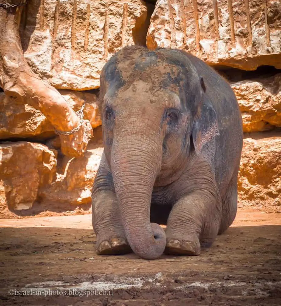 Elephant in Jerusalem Biblical Zoo