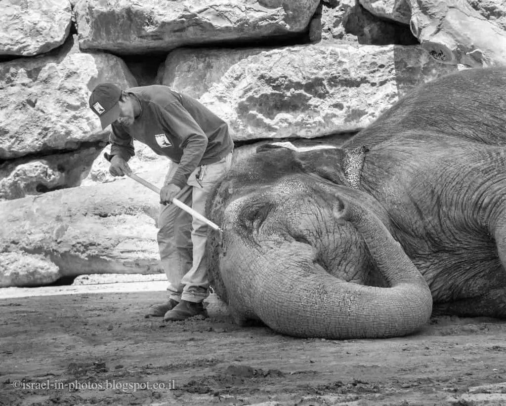 Elephant in Jerusalem Biblical Zoo