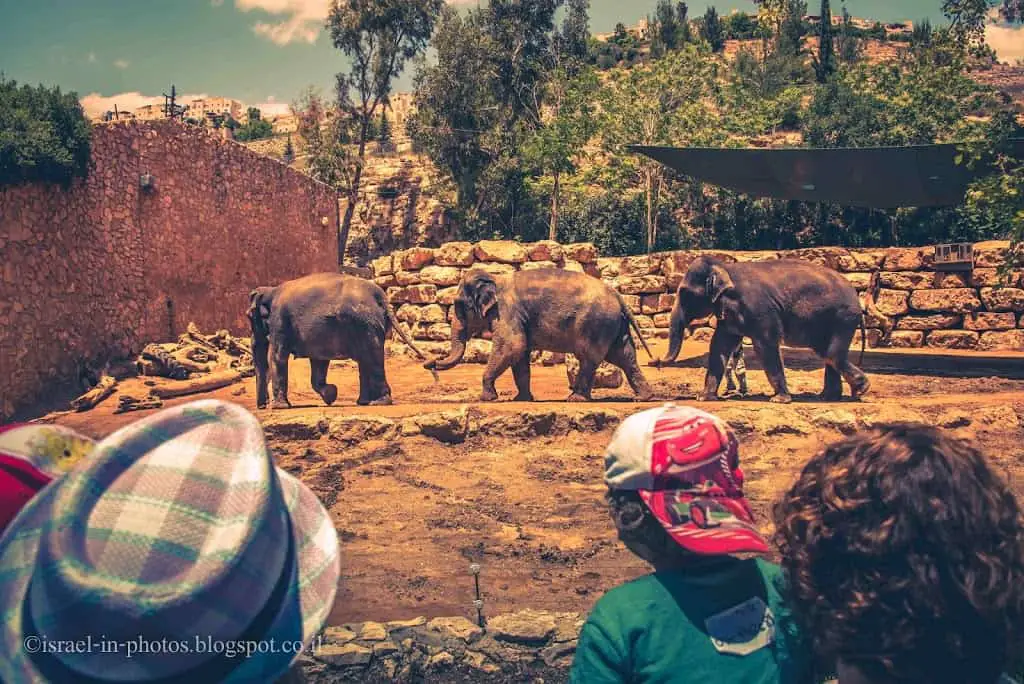 Elephants in Jerusalem Biblical Zoo