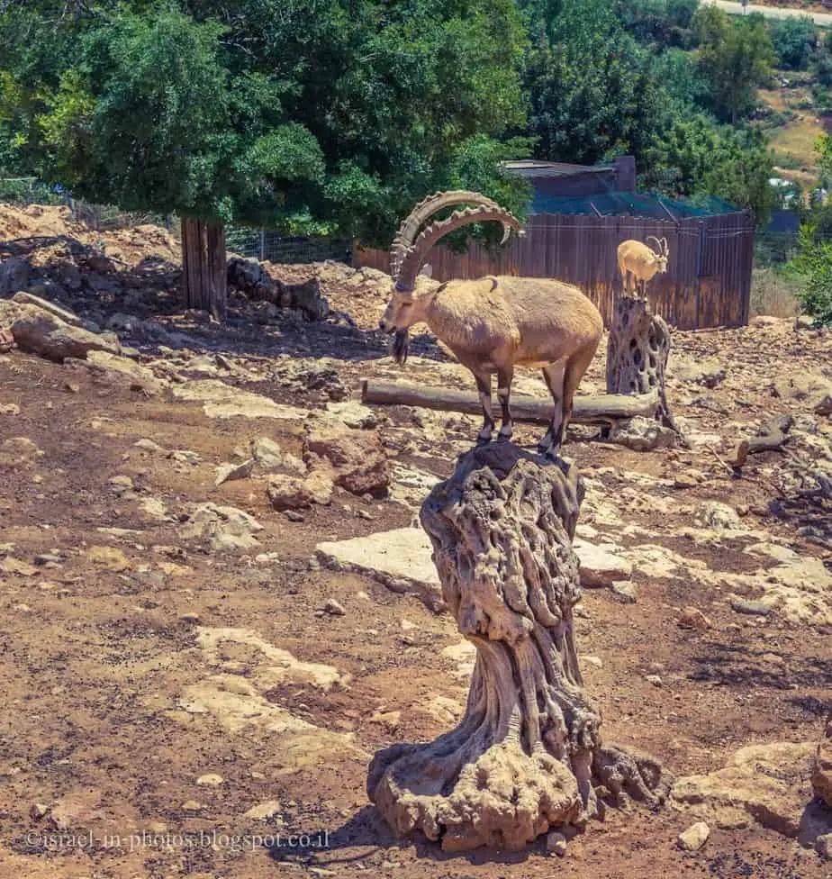 In Jerusalem Biblical Zoo