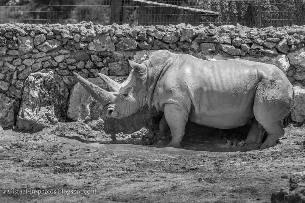 Rhino в Иерусалиме Библейский зоопарк