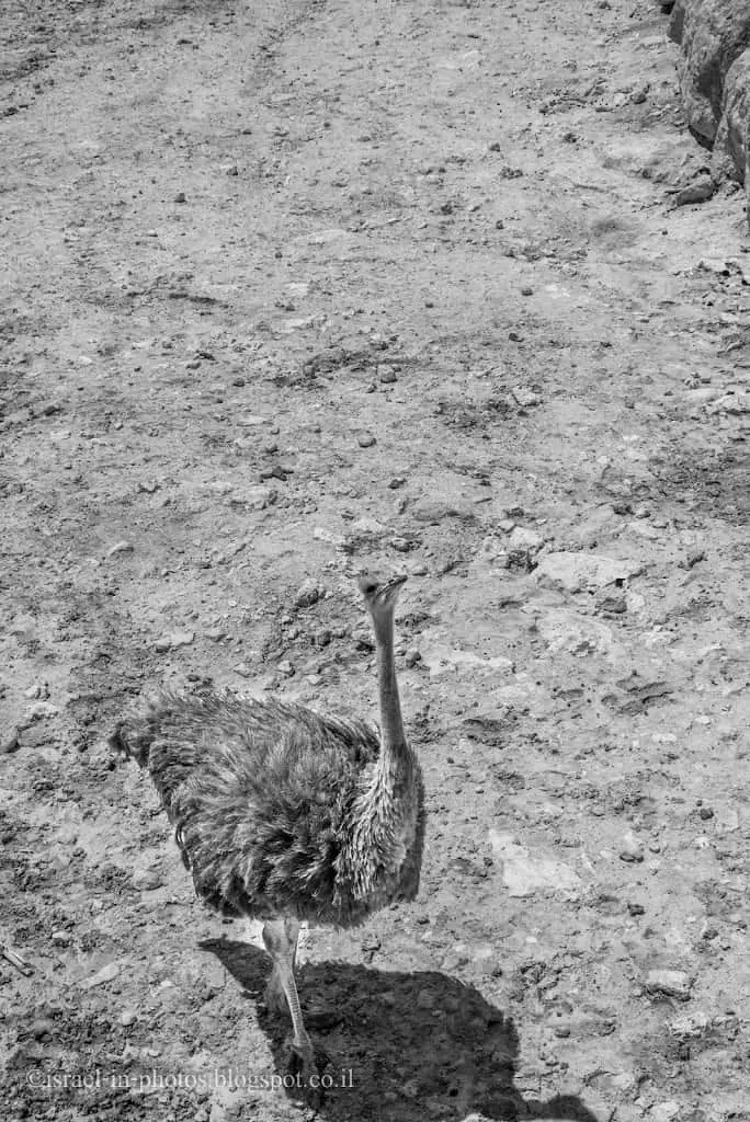 Oyster in Jerusalem Biblical Zoo