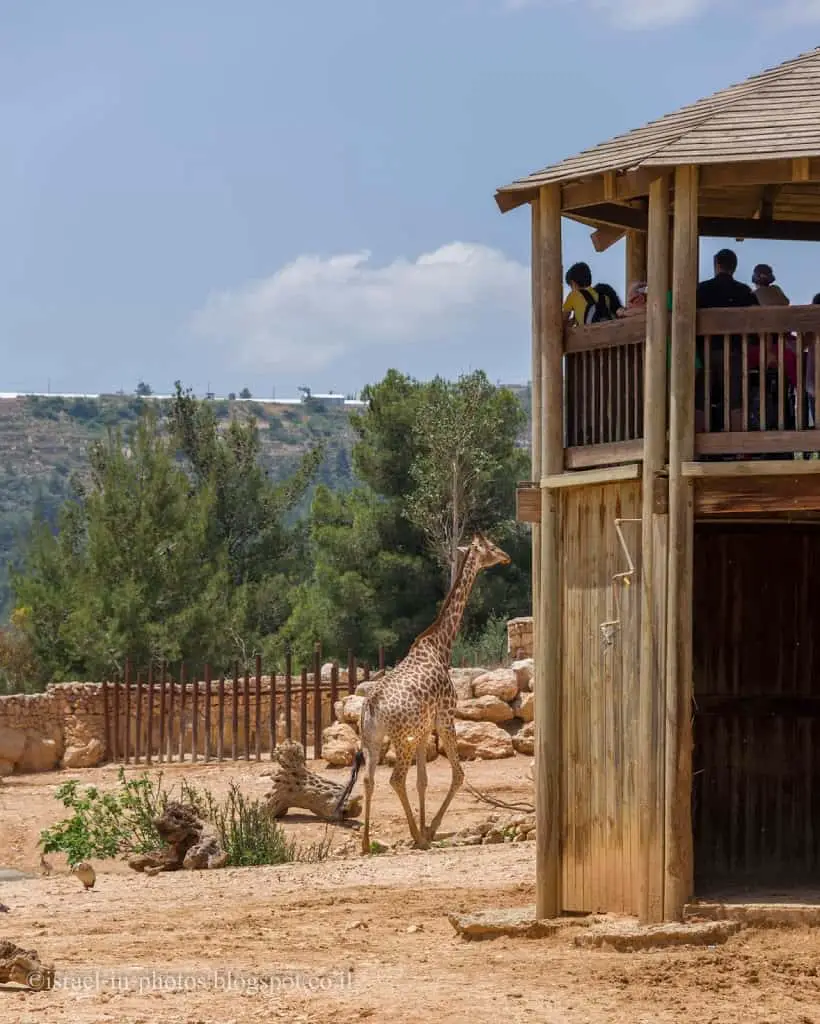 בירושלים גן החיות התנ"כי