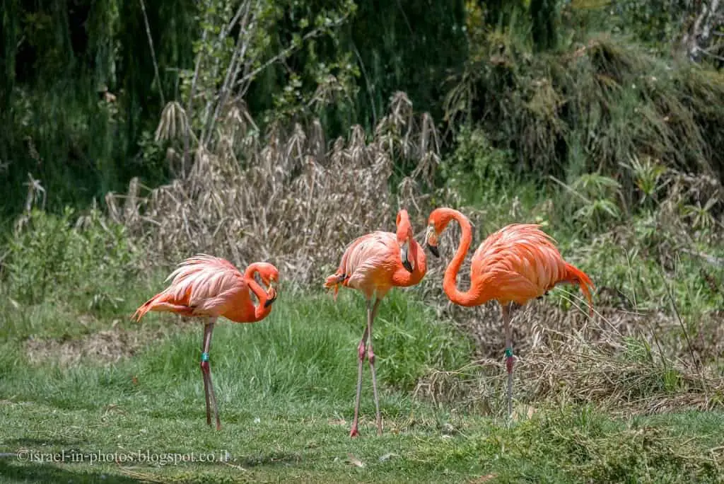 Flamingos in Jerusalem Biblical Zoo