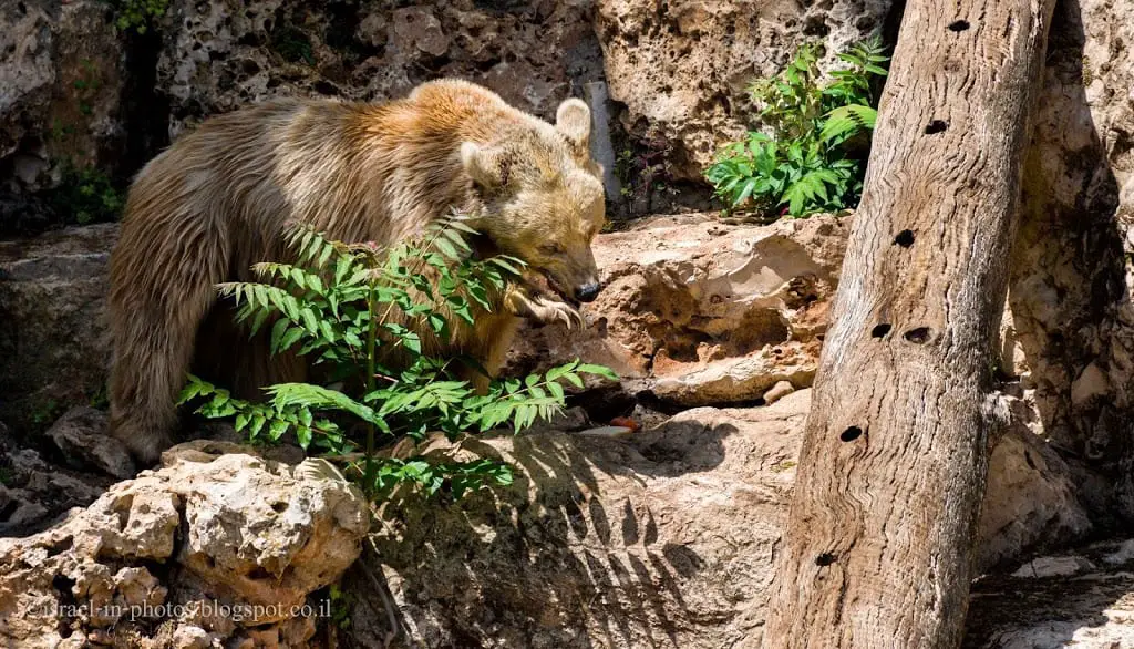 Bears in Jerusalem Biblical Zoo