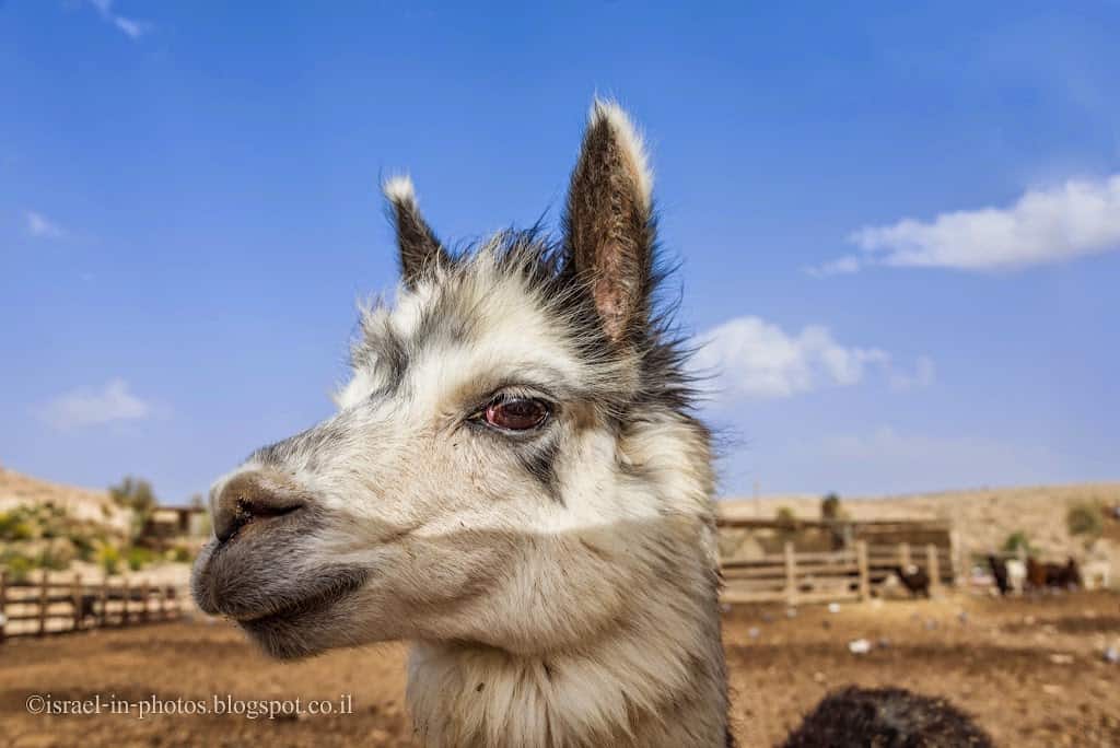 Alpaca Farm