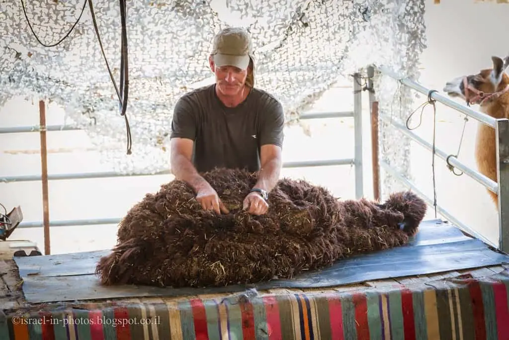 Shearing of the alpaca