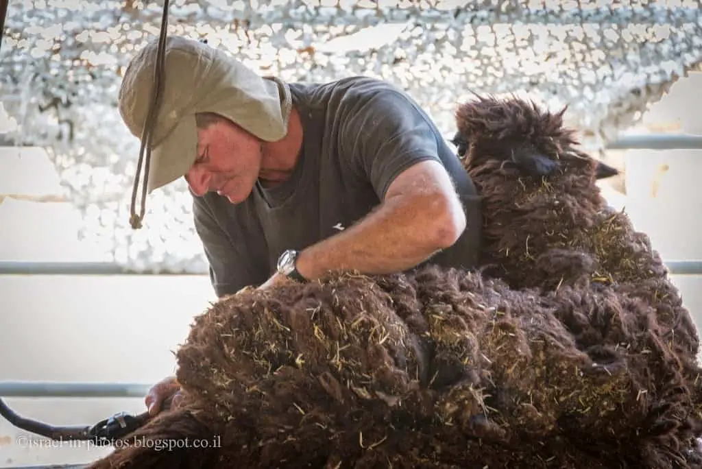 Alpaca Farm At Mitzpe Ramon