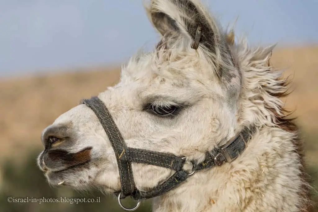 Llama