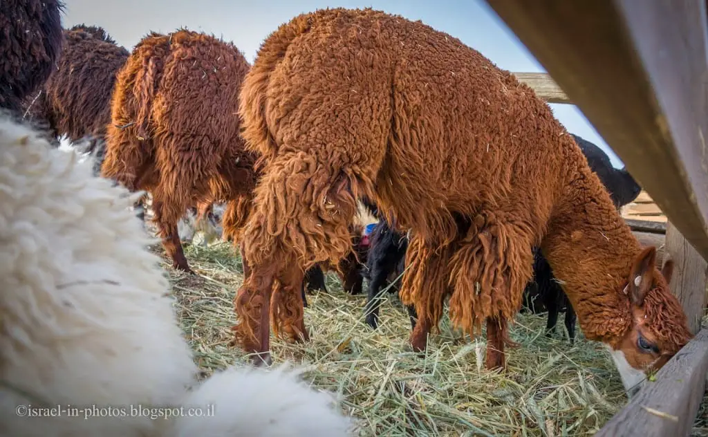 Alpacas