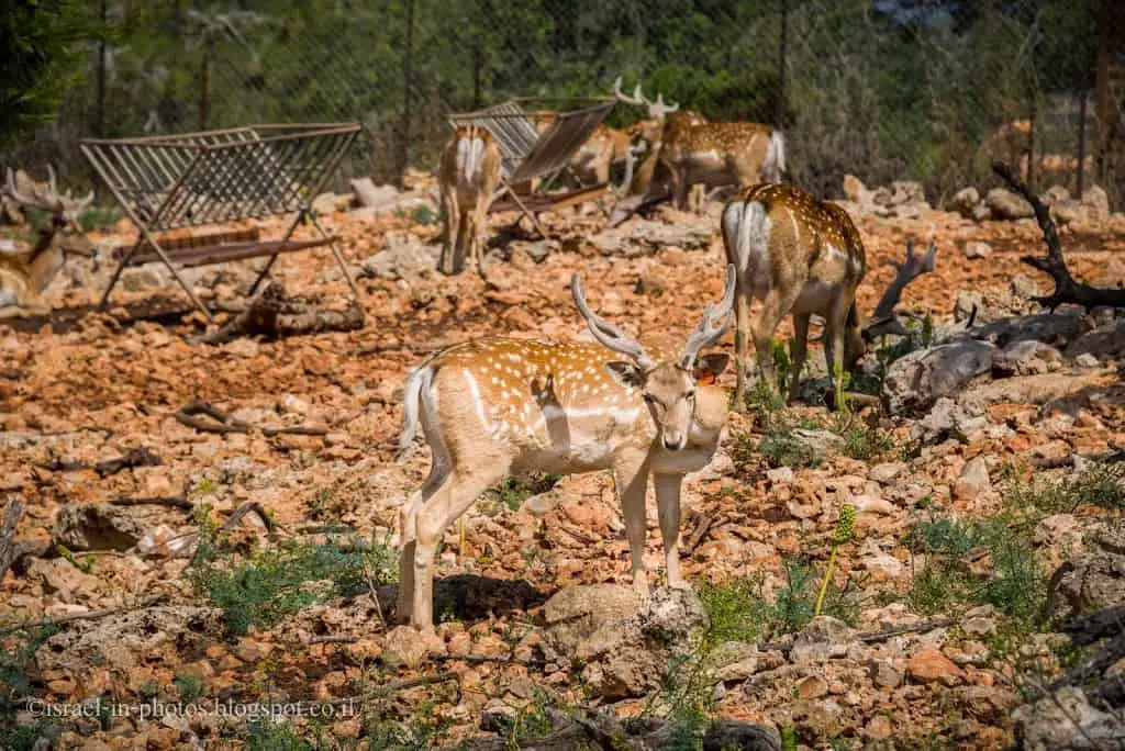 Fallow Deer