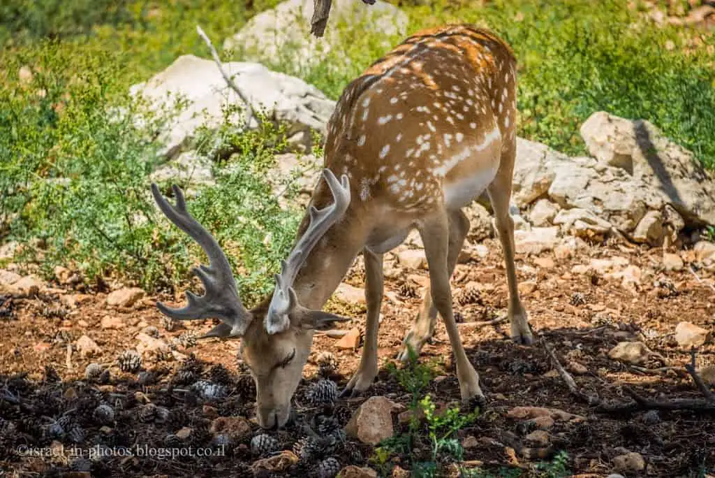 Fallow Deer