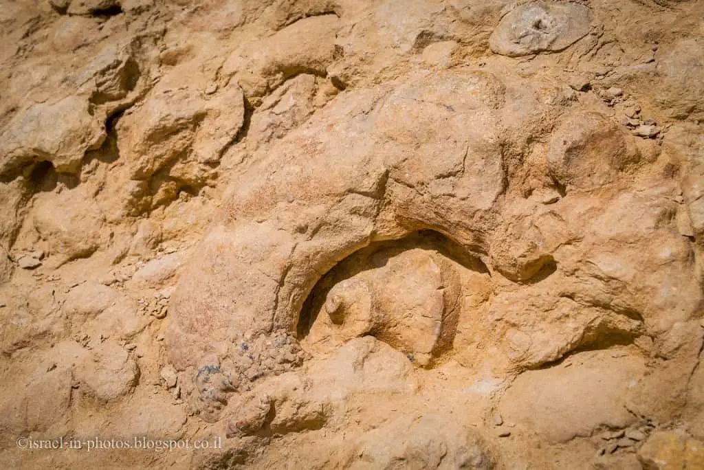 Ammonite Wall