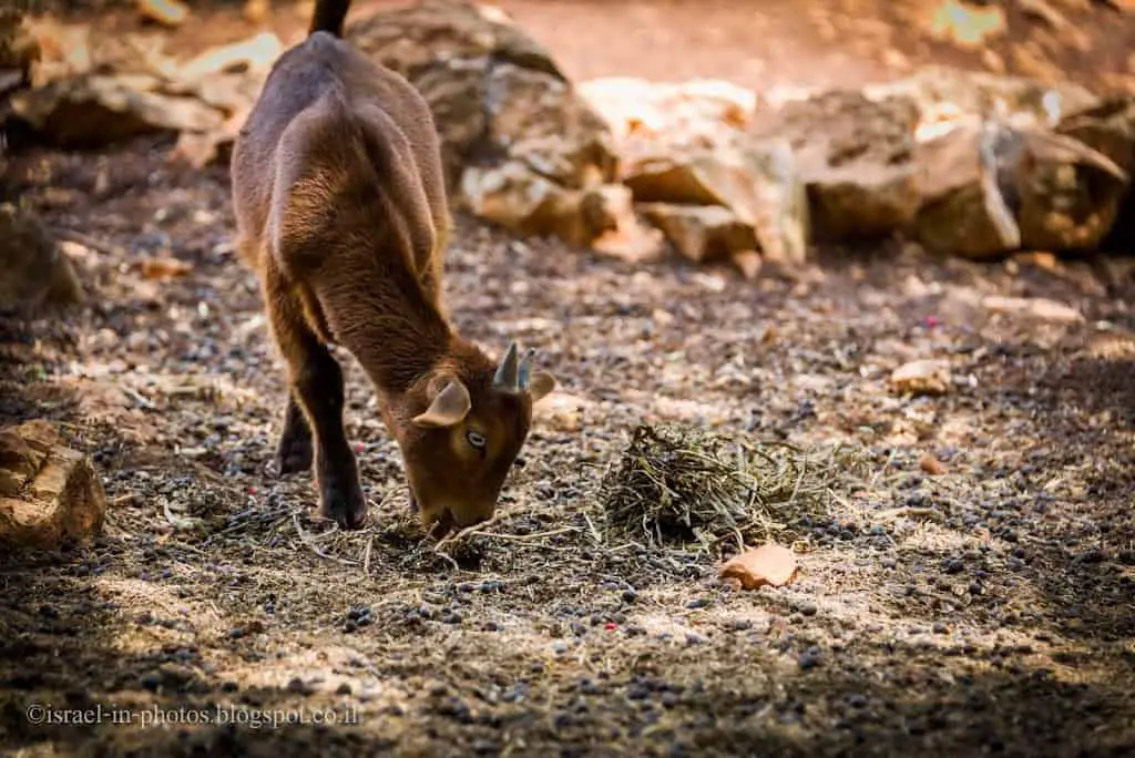 Monkey Forest В Йодфат